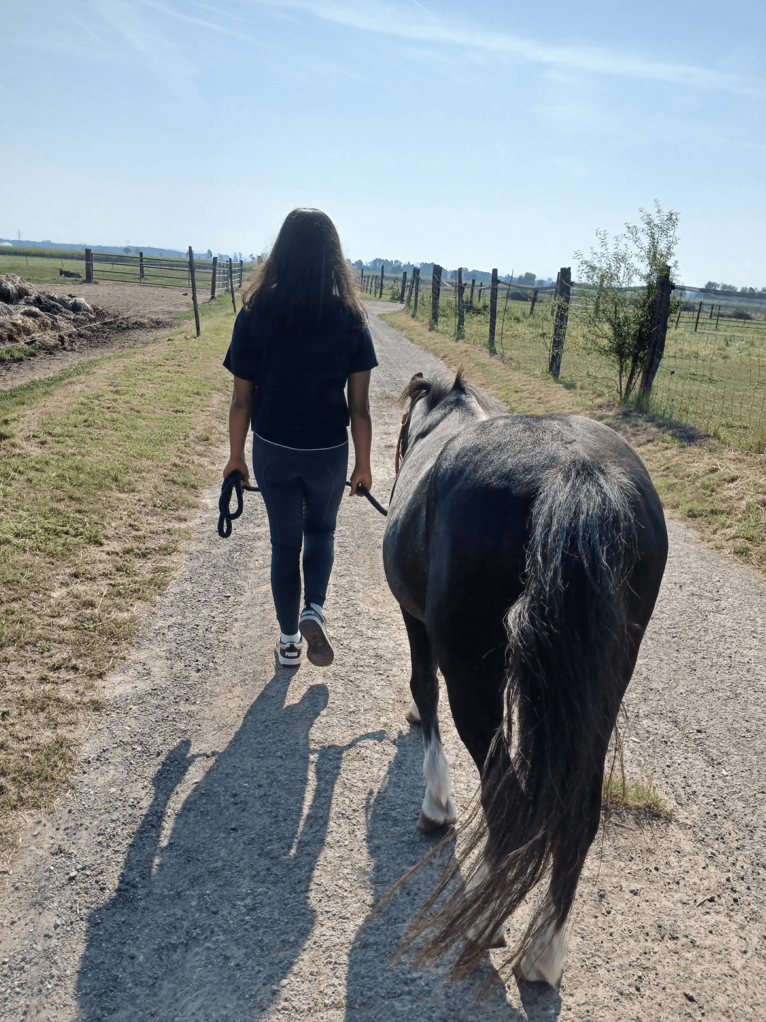 Image Walking Hourse